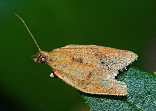 Clepsis consimilana